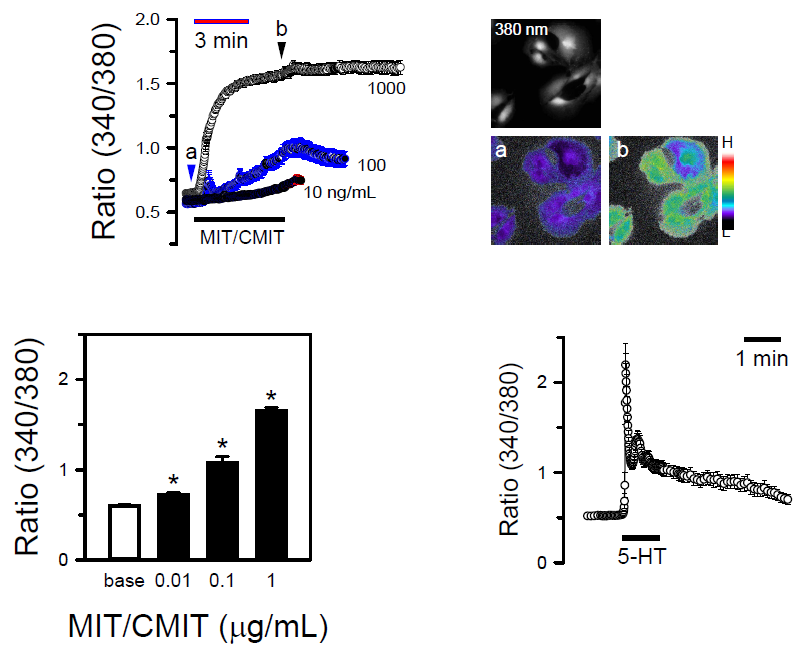 CMIT/MIT가 혈관 평활근 세포의 칼슘 수준에 미치는 영향