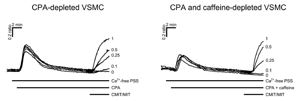 세포 내, 외부 Ca2+ 부재 시의 CMIT/MIT에 의한 세포내 fura-2 신호 변화