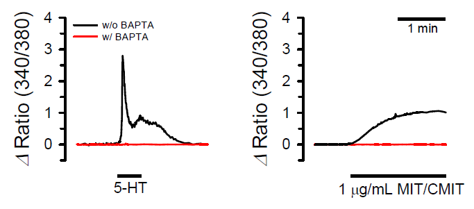 Intracellular Ca2+ chelator BAPTA가 CMIT/MIT에 의한 세포 내 fura-2 신호 증가에 미치는 영향