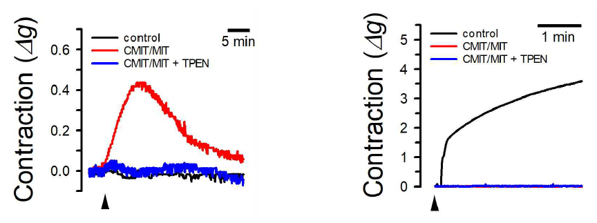 CMIT/MIT에 의한 혈관 수축에 Ca2+-free KRB 혹은 TPEN이 미치는 영향