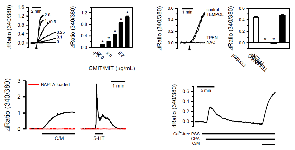 CMIT/MIT의 VSMCs에서 세포 내 Ca2+ 지시약인 Fura-2 신호의 증가