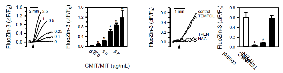 CMIT/MIT에 의한 혈관 평활근 세포 내 zinc 농도의 증가