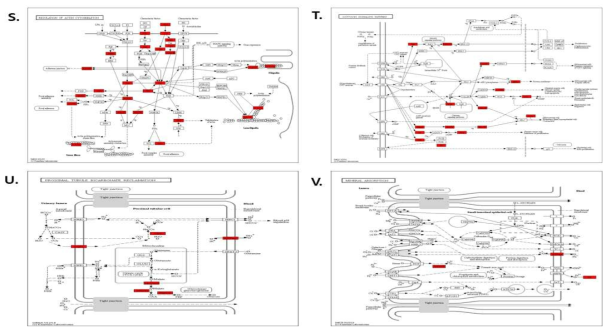 DEPs의 KEGG pathway map (S) Regulation of actin cytoskeleton, (T) Oxytocin signaling, (U) Proximal tubule bicarbonate reclamation, (V) Mineral absorption pathway. 빨강, 상향조절 단백질; 녹색, 하향조절 단백질