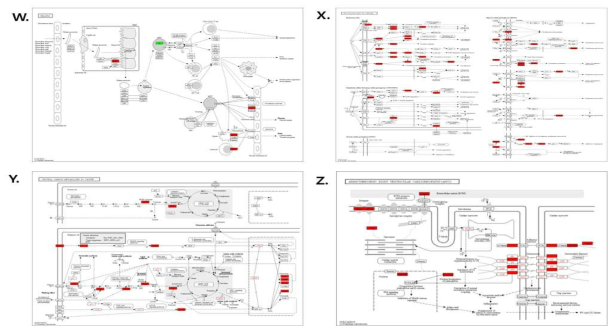 DEPs의 KEGG pathway map (W) Malaria, (X) Proteoglycans in cancer, (Y) Central carbon metabolism in cancer, (Z) Arrhythmogenic right ventricular cardiomyopathy (ARVC) pathway. 빨강, 상향조절 단백질; 녹색, 하향조절 단백질