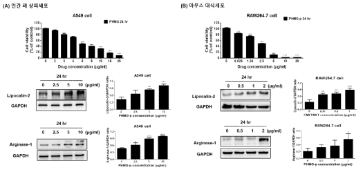 가습기 성분제 중 PHMG-P를 각 세포에 24시간 처리 후 관찰한 Lipocalin 2와 Arginase1 단백질 발현 변화