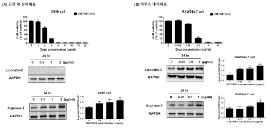 가습기 성분제 중 CMIT/MIT를 각 세포에 24시간 처리 후 관찰한 Lipocalin 2와 Arginase1 단백질 발현 변화