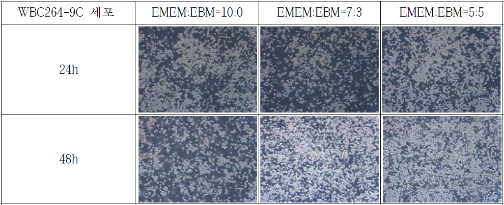 PHMG-P의 처리에 의한 WBC264-9C세포의 형태학적 변화