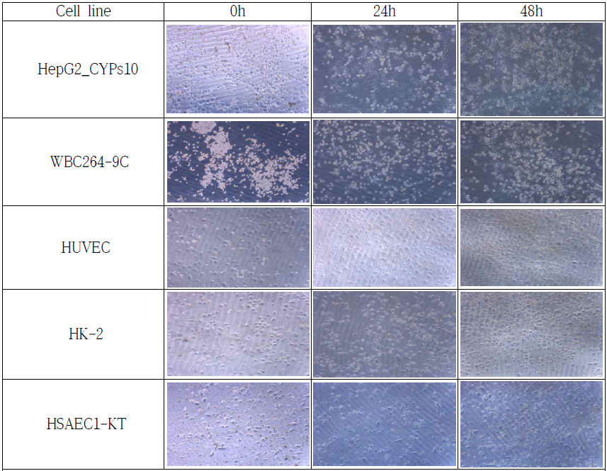IdMOC plate에서의 세포모양 변화 관찰