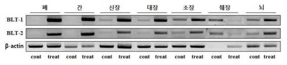 PHMG-P 단회 흡입노출에 의한 BLT1/BLT2 의 유전자 발현