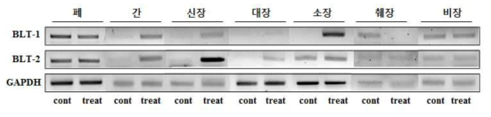 PHMG-P 반복 흡입노출에 의한 BLT1/BLT2 의 유전자 발현