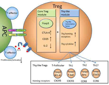 Treg의 면역억제 기능 모델 Front Immunol (2012) 3(178)