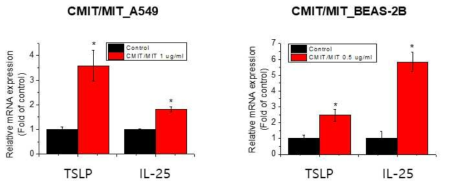 A549 및 BEAS-2B 세포에서 CMIT/MIT의 IL-25, TSLP 유전자 발현에 대한 영향조사