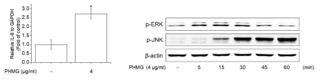 A549 세포에서 PHMGH-P의 PAR2 활성과 관련된 타겟 유전자(IL-8) 신호전달인자 (P-ERK, P-JNK)의 발현에 대한 영향 조사