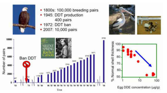DDT 노출에 따른 대머리 독수리의 개체수 변화: 침묵의 봄