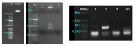 Agarose Gel Electrophoresis를 통한 종 분석 가능 여부 확인