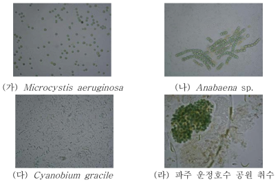 다양한 조류 세포의 배양 및 균주 확보