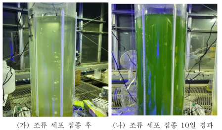 조류 세포 확보를 위한 조류 대량배양(50L)