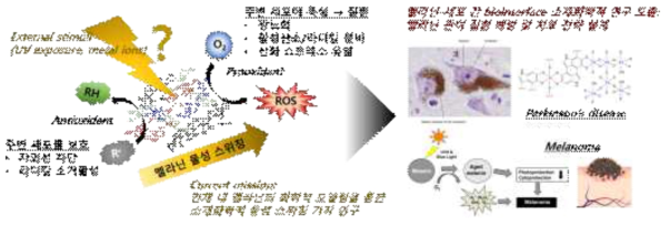 인공멜라닌 화학적 모델링을 통한 멜라닌-세포 간 소재화학적 관점의 질환 연구 개요