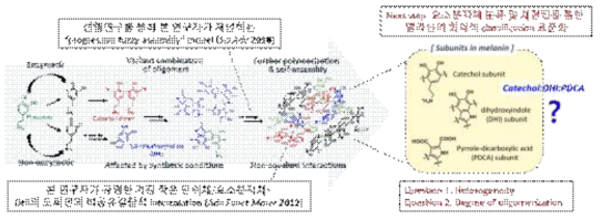 선행연구를 기반으로 본 연구자가 제안하는 양이온-파이 결합에 의한 멜라닌 모사 유기체 형성 메커니즘과 형성된 유기체 내부의 반복되는 단위체/요소분자체 (카테콜, DHI, PDCA) 모델