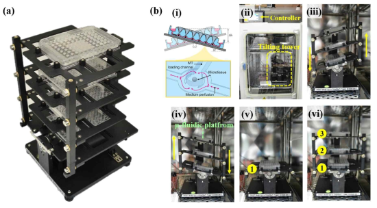 96웰 포맷 기반 미세유체 칩 스크리닝 시스템을 위한 중력기반 미세유체 흐름 형성 시스템, (a) Tilting tower 시스템 사진 및 (b) 구동 (i) 기울임을 이용한 미세유채 배양액 흐름 개념도 (ii) 세포배양기 내 쉬운 설치 및 운용 (iii, iv) 무게 중심의 이동없는 기울임을 통해 다량의 미세유체 칩 내 미세유체 흐름 생성 (v, vi) 각 층의 모듈화를 통한 공간활용성 증가