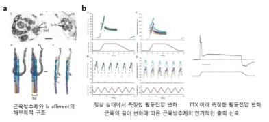 근육방추체의 해부학적 구조 및 입출력 특성