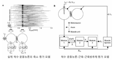 척수 운동뉴론-근육-근육방추체 시스템의 계산 모델