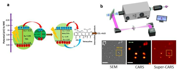 (a) MoS2-TiO2 로 구성된 광촉매에 의해 대표적인 항생제 중 하나인 Tetracycline이 분해되는 과정을 묘사. (b) 초분해능 결맞음 라만 현미경으로 ZnO 나노입자에 의해 생긴 103nm 의 갭이 보이는 과정 비교