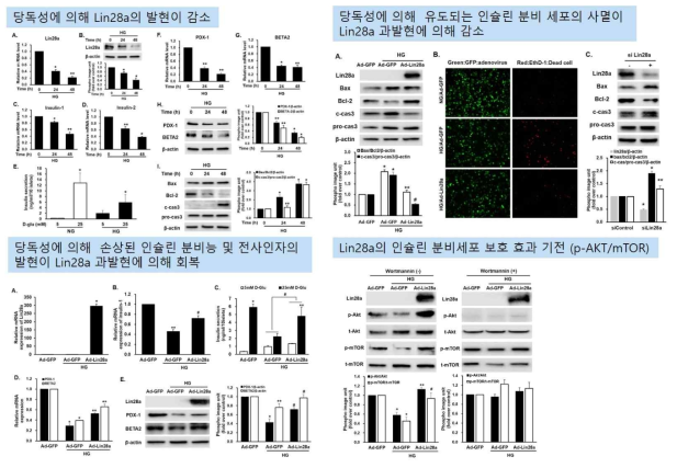 Lin28a의 당독성으로부터 베타세포 보호 효과