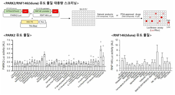 PARK2 및 RNF146 유전자 발현 유도 물질의 대용량 스크리닝