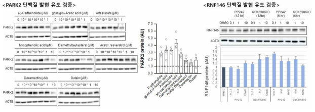 PARK2 및 RNF146 단백질 발현도 검증