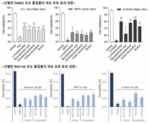 파킨슨병 세포모델에서의 PARK2, RNF146 유도 물질의 세포 보호 효과