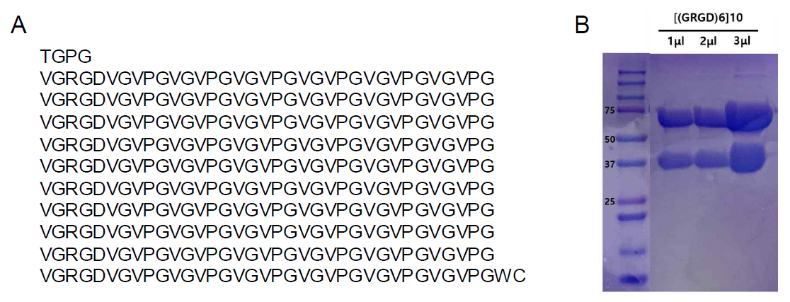 암세포 특이적으로 결합할 수 있는 세포외 기질의 아미노산 배열 (A)과 분리 정제 후의 SDS-PAGE 분석 결괴 (B)