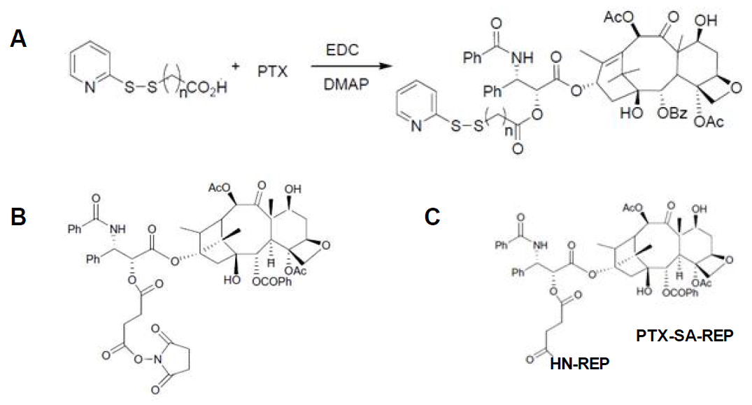 2’-(3-2pyridyldithio)propyony-paclitaxel (A), 2’-N-hydroxysuccinimidyl paclitaxel (B), PTX-SA-REP (C)