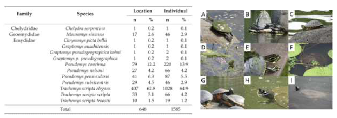 국내 서식 외래거북 3과 13종(아종 포함) 목록 * 출처: Koo, K.S., Song, S., Choi, J.H., Sung, H.C., 2020. Current distribution and status of non-native freshwater turtles in the wild, republic of Korea. Sustain. 12, 1–10