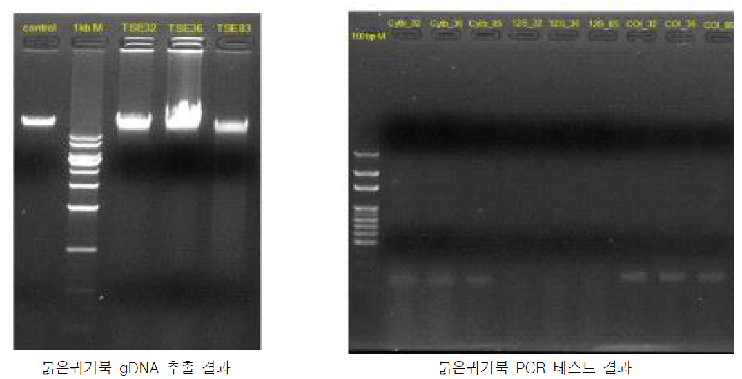 붉은귀거북 꼬리조직 gDNA 샘플