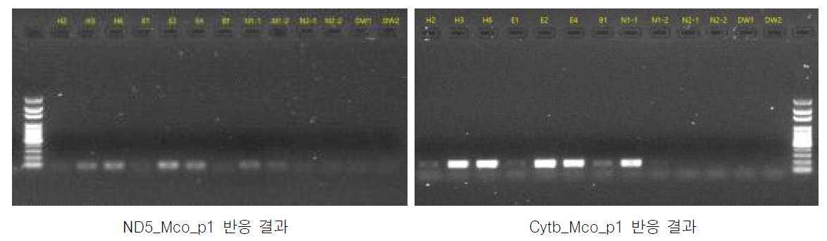 뉴트리아 프라이머 검증 PCR 결과