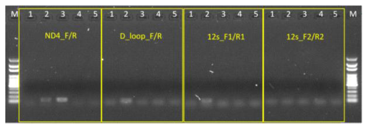 대만 꽃사슴 프라이머별 PCR 검증 결과