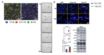 HMC-3의 실시간 세포분석 및 세포사멸마커분석