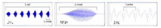 황소개구리 번식울음의 call, croak, pulse 구성