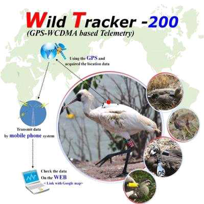 WT-200의 개념도 * 출처 : 세계에서 가장 가벼운 야생동물 위치추적장치 개발, 2015, http://www.mdon.co.kr/news/article_print.html?no=3186.