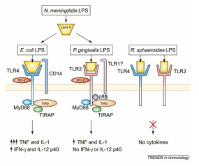 LPS 구조에 따른 면역반응 (Netea et al., 2002, Trends Immunol 23, 135-139.)