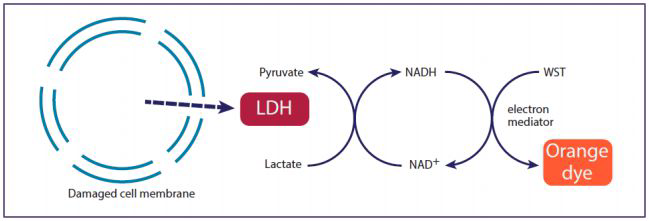 LDH assay (LDH-Cytox™ Assay Kit, BioLegend, Inc)