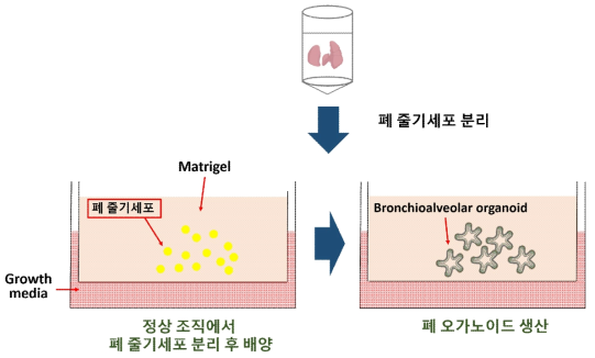 3D 하기도 오가노이드를 이용한 ALI 배양법