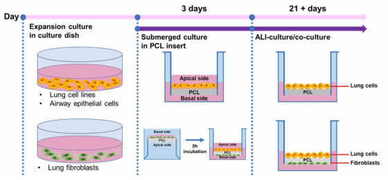 나노섬유층을 이용한 폐세포와 섬유아세포의 공배양/ALI 배양조건 확립