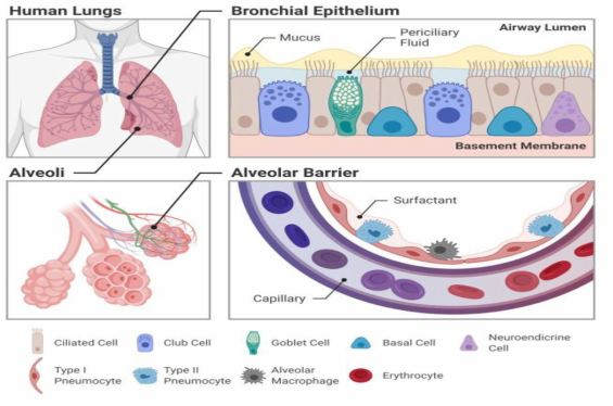 호흡기 기관지 (bronchial)와 페포 (alceolar) 세포모델 (Advanced Drug Delivery Reviews, 2021)