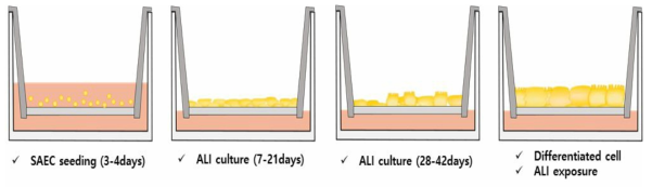 폐포세포인 SAEC의 ALI 배양방법
