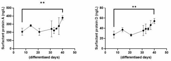 SAEC 폐포모델 세포에서 ALI 배양기간에 따른 surfactant A와 D의 분비량