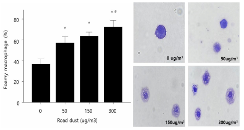 미세먼지에 노출된 마우스의 기관지세척액에서의 macrophagy 세포 염색