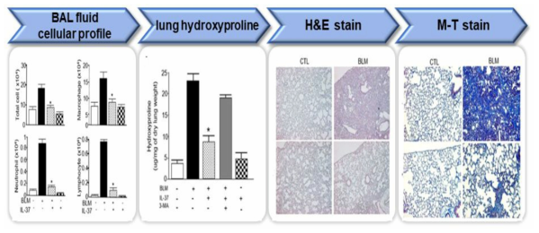 선행연구를 통하여 구축된 폐염증 및 폐섬유화 방법으로 평가 (Exp Mol Med. 2020)