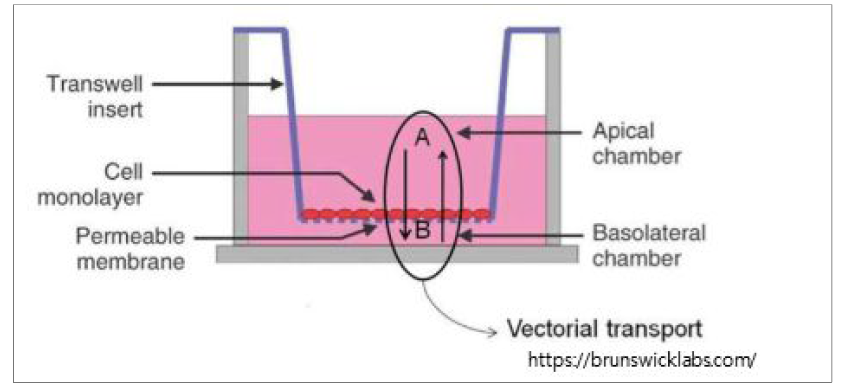 in vitro permeability 측정 시험